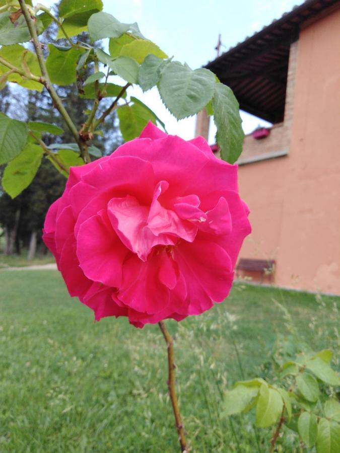 Niccoli